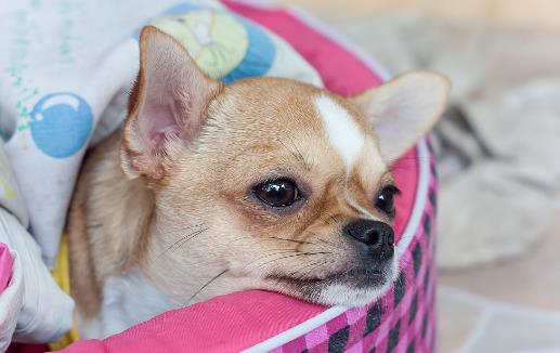 警惕 这几种疾病狗狗和人类会互相传染-八福集