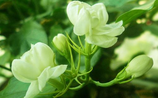 盆栽茉莉的施肥方法-八福集