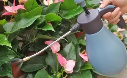 养花浇水过程中需要掌握的小窍门 扣水和回水的区别-八福集