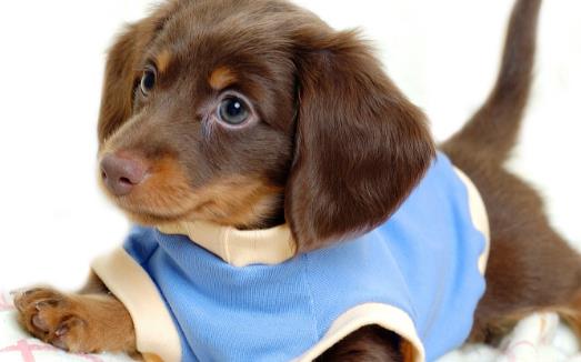 狗狗不可食用的食物 初养幼犬须知-八福集