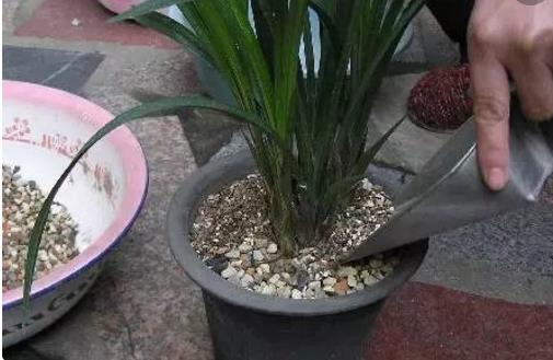 施肥是花卉养护中最为关键的一环 四季施肥那些事-八福集