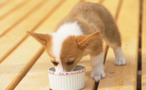 有关幼犬的饮食法则 狗狗用餐顺序的训练方法-八福集