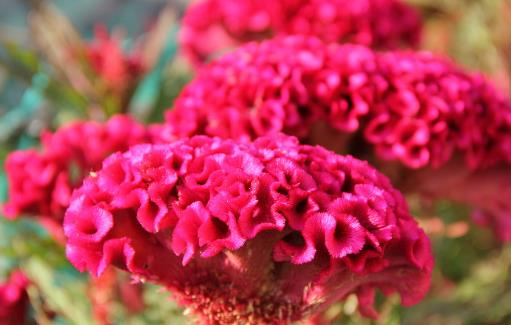 哪种花最好养?6种花,耐干旱、好养活,开花还美艳