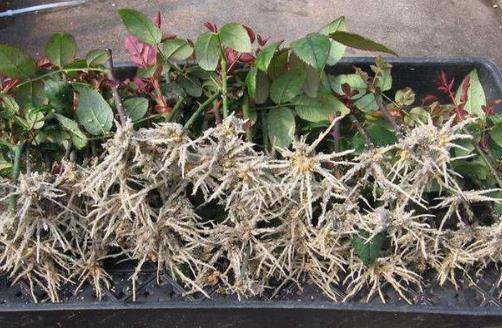 生根剂不用买,水里撒点它们,多蔫的枝条,插个根就能活