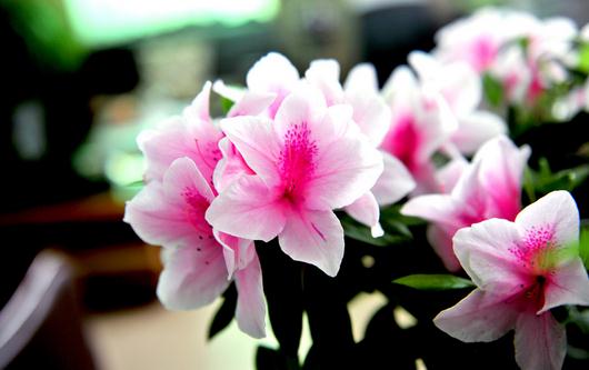 杜鹃花的浇水方法注意事项-八福集