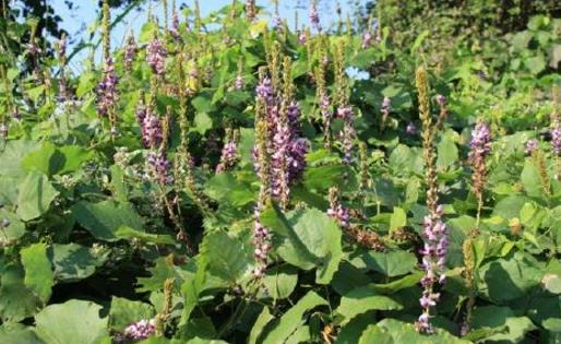 驴友要认识的救命草 生存机会比手持装备有效的多-八福集