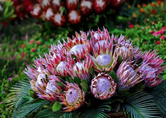 帝王花如何养殖?习性是什么?学会这几点帝王花养起来不难!