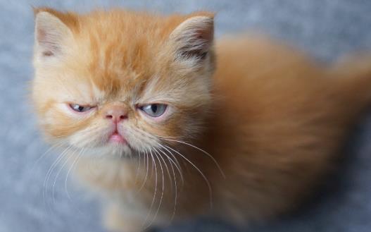 宠物猫攻击人 对待咬人的猫咪纠正训练-八福集