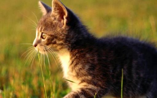 猫咪走丢了 让猫咪自己回家的技巧与注意事项-八福集