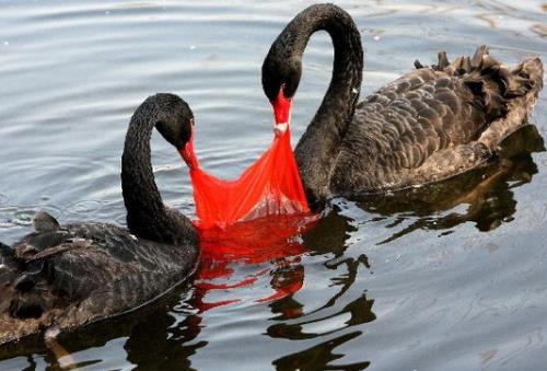 塑料袋对环境的危害有哪些?塑料袋的毒性