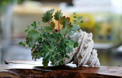 家庭养花需要注意哪些事项？-八福集