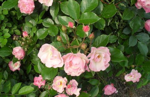 如何养殖山茶花?-八福集