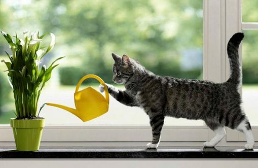 过期牛奶浇花的可行性和注意事项-八福集