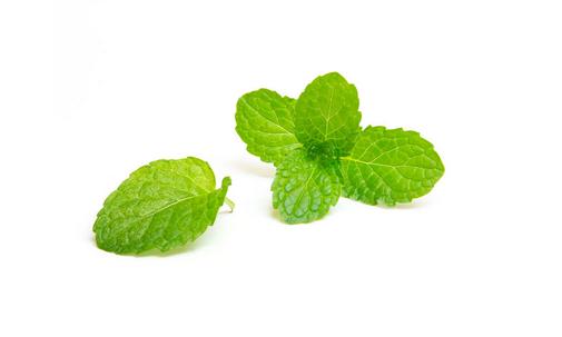 薄荷换盆移盆可以晒太阳吗?-八福集