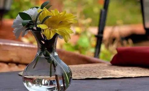 生根剂不用买,水里撒点它们,多蔫的枝条,插个根就能活