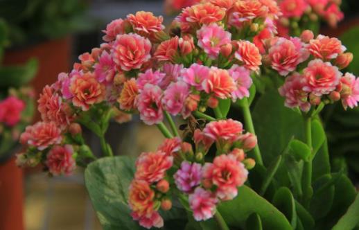 在家想养花就选这3种 开花长达100天-八福集