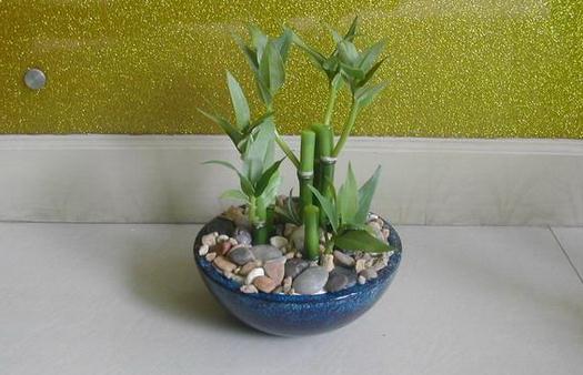 土栽富贵竹盆景的养护要点-八福集