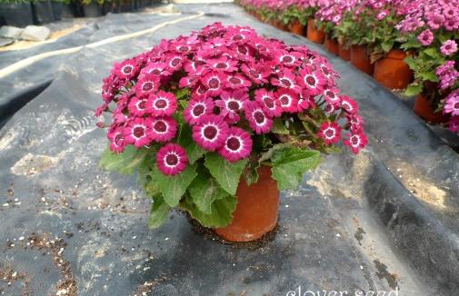 厨房用剩的菜不要扔,这么一弄做成肥料,好用极了!