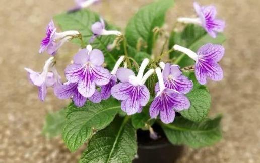 种浪漫的紫色盆栽观赏植物,叶片比花朵还要好看