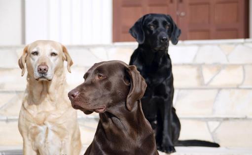 拉布拉多犬AKC标准揭秘 快来看看你家宝贝品种纯不纯-八福集