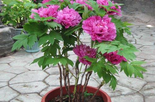 芍药花一年四季的养护方法 芍药花养护好花朵才能大