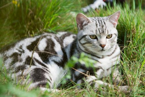 调教美国短毛猫的正确方法是什么-八福集