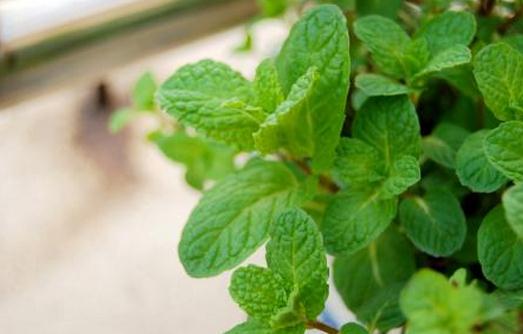 让薄荷盆栽爆盆的方法-八福集
