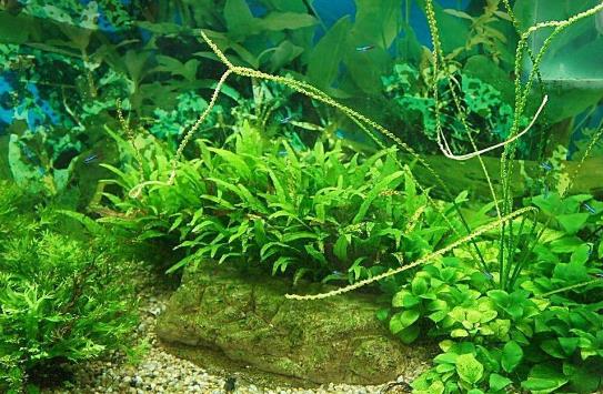 水草是什么?水草的种类和特征