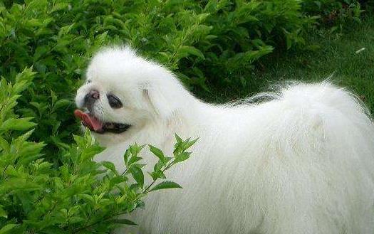 长不大又好养的狗狗品种 小型宠物狗品种推荐-八福集