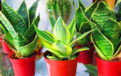 家庭养花 放着也能活的虎皮兰-八福集