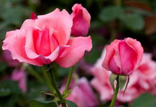 月季花怎么养 养月季花的注意事项-八福集