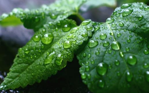 用植物驱赶蚊虫 有驱蚊虫效果的植物-八福集