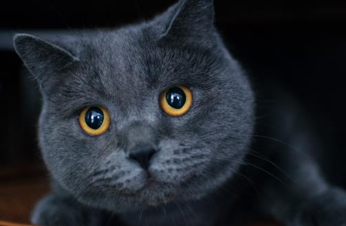 猫咪养护五注意 10种适合当家猫的猫咪大全-八福集