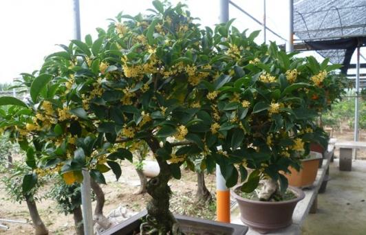 盆栽桂花的养殖方法-八福集