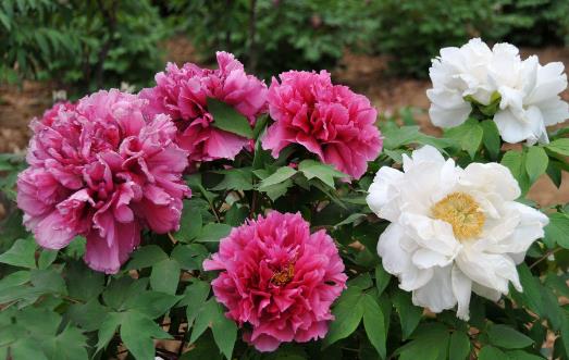 让盆栽牡丹安全度夏 夏季管理应做好三防-八福集