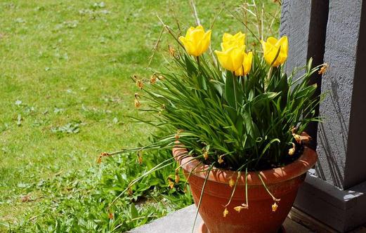 盆栽郁金香的种植方法-八福集