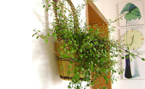 教你如何养殖千叶吊兰-八福集