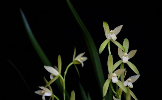 家养的兰花应该如何种植-八福集