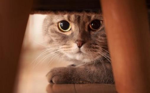 猫咪被被吓着铲屎官别坐视不管 要学会正确安抚方式-八福集