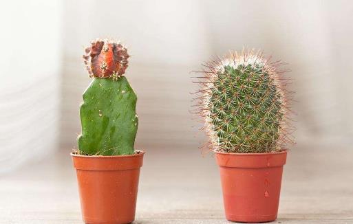 仙人掌竟然不是防辐射小卫士？-八福集