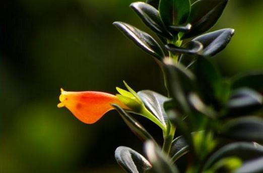 金鱼吊兰什么时候才会开花-八福集