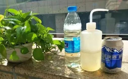 养花小技巧 啤酒擦拭叶片会更加翠绿并富有光泽-八福集