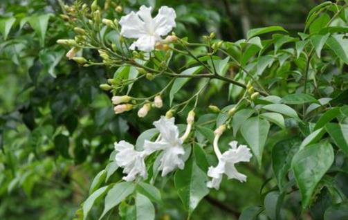 家庭养花 幸福树的养护及叶子变黄解决办法-八福集