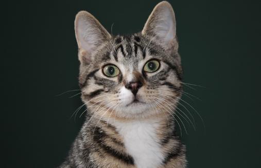 对于猫狗来说必不可少的水果 水果摄入同样特别重要-八福集