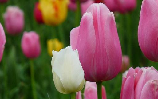 家里不适合养什么花草？-八福集