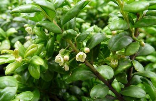 龟甲冬青的养殖方法-八福集