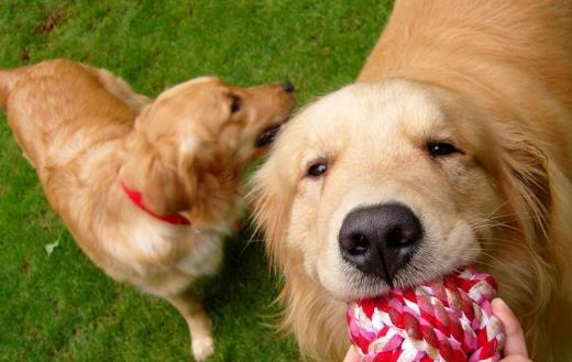 警惕 这几种疾病狗狗和人类会互相传染