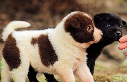 正确喂养幼犬的方法及养狗一些注意事项-八福集
