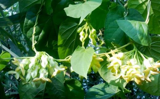 不适合在室内种植的植物 人碰触抚摸它们会过敏-八福集