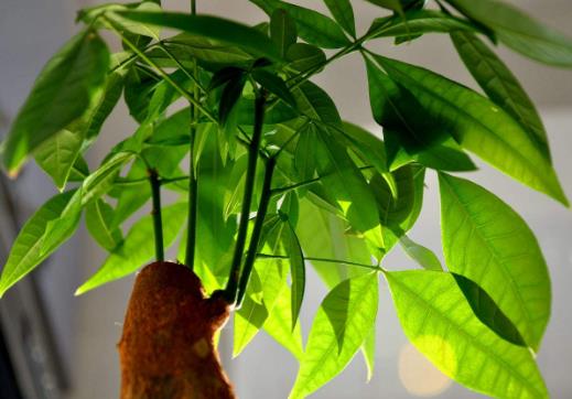 发财树小盆栽怎么养 发财树小盆栽的养殖方法-八福集